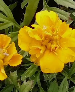 French Marigold Yellow