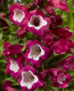 Penstemon Magenta and White