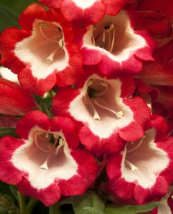 Penstemon Red and White