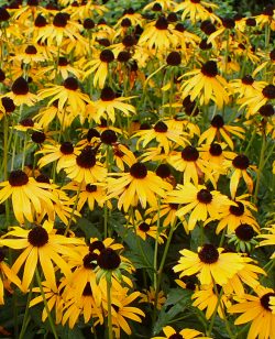 Rudbeckia Goldsturm