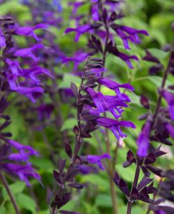 Salvia Amistad