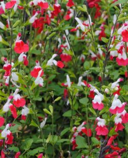 Salvia Hot Lips