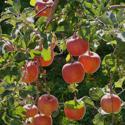 fruit trees