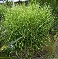 Bamboos & grasses