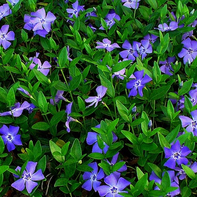 ground cover